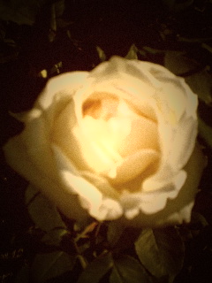 �o����